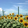 Sunflower garden.jpg